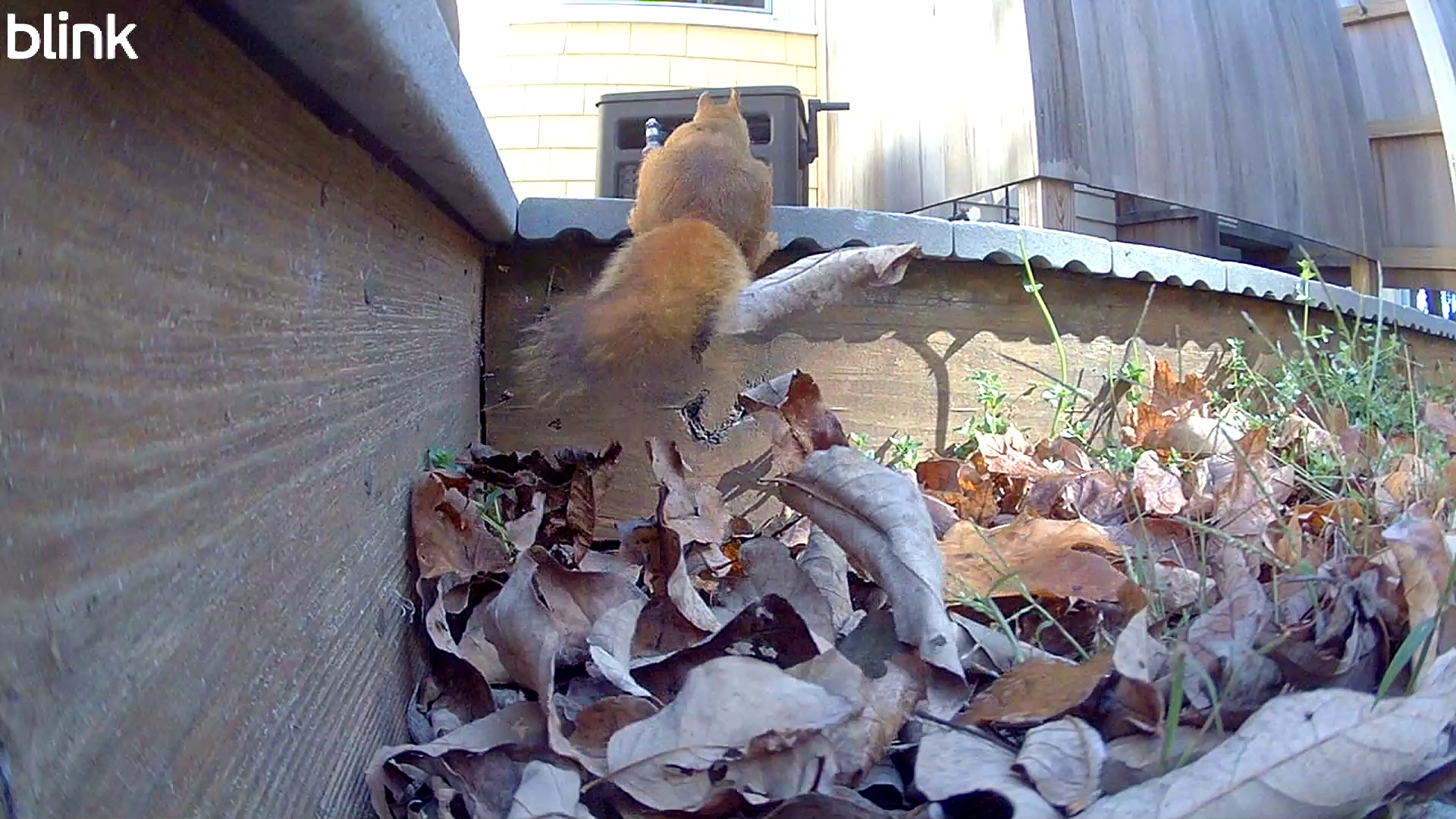 20251018_123142_RabbitHole.mp4 Thumbnail