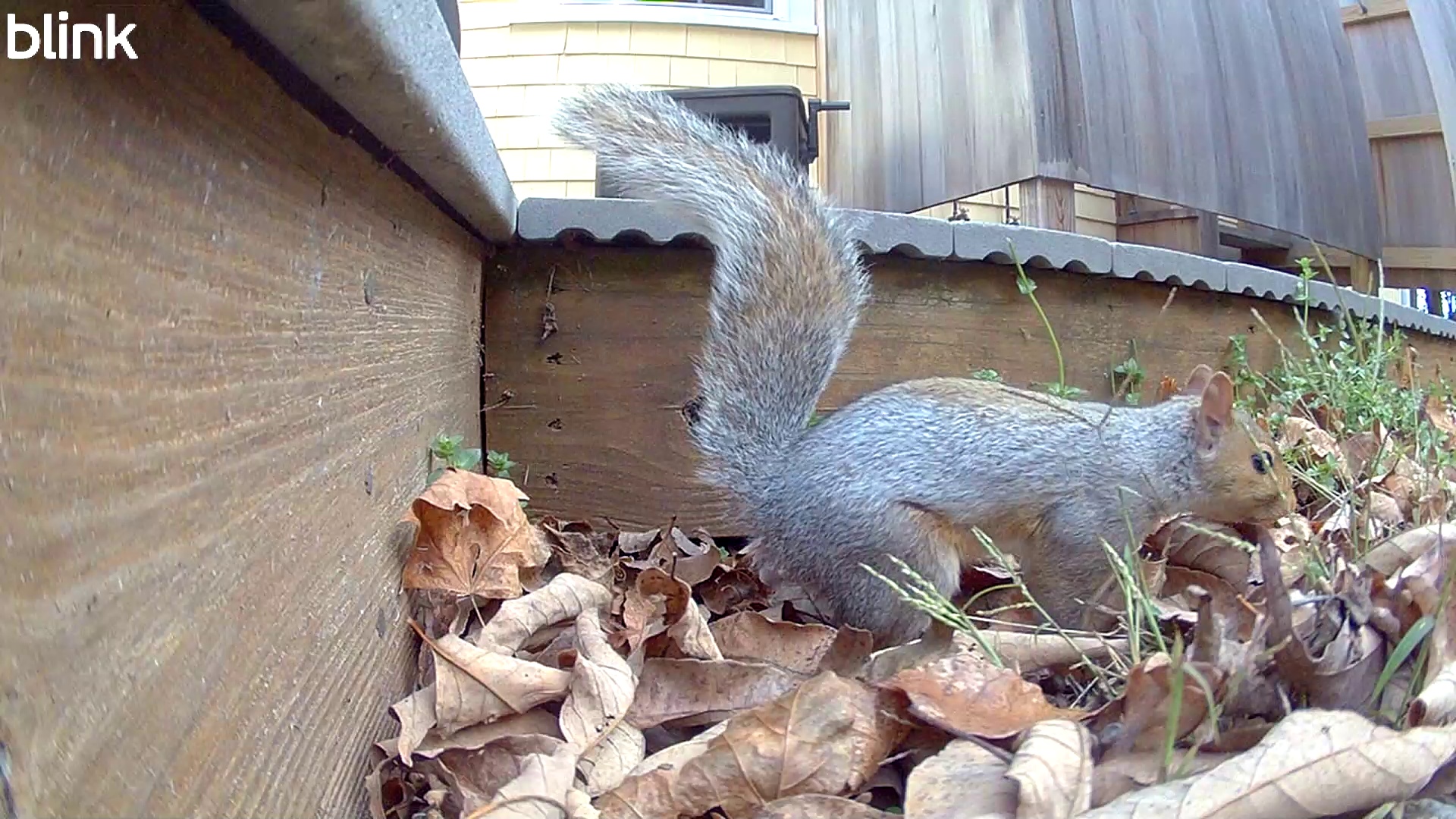 20251019_122314_RabbitHole.mp4 Thumbnail